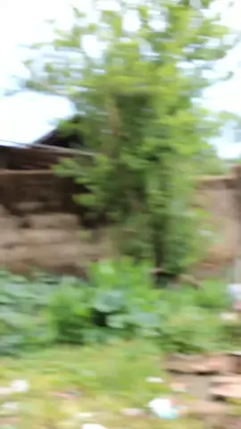 ရှမ်သီချင်းလေနဲ့လာပီခ#foryou #foryoupage #ti̇ktok #seva88994 