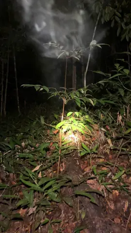 Suasana berburu malam dihutan