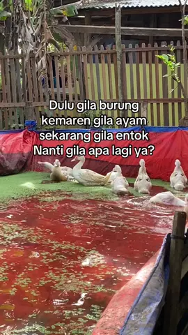 Gila🗿 #fyp #foryou #peternakmuda #entokjumbo 