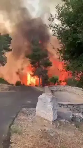 Hundreds of Israeli settlers were forced to flee their homes and roads were closed today as wild fires raged in forests on the outskirts of occupied Jerusalem. 30/4/25.