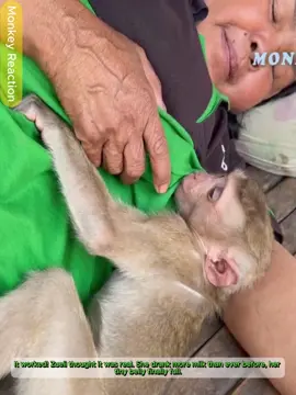 MG. Mom Finally Decide to Feed Her Own  Milk Monkey Zueii ?