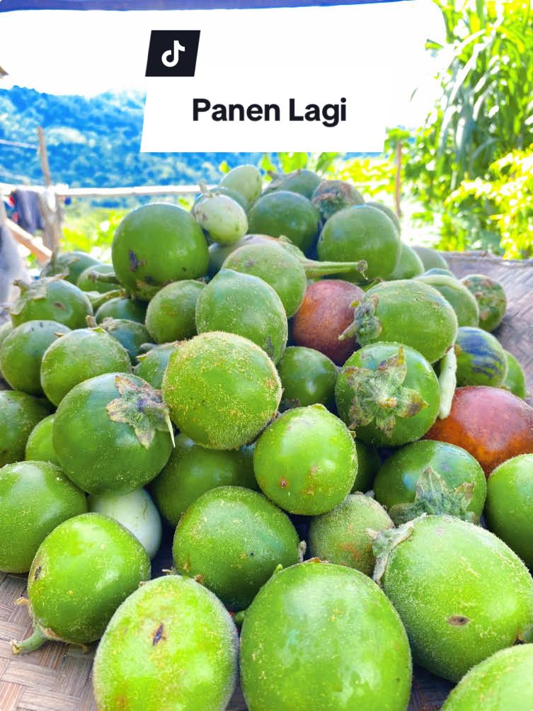 Langkah demi langkah, tanaman tumbuh. Panen penuh rasa syukur di ladang yang bebas pestisida. #fyp #berandatiktok #kalimantan #dayak #kalbar #xybca #panen #tere_siana #terevlog 