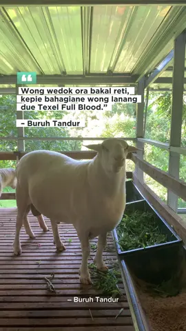 Senajan due ne iseh wedhos kacangan, rasalah due pengarepan. #buruhtandur #peternakmuda #belajarbisnis #tukangngarit #fyp #dombaqurban #texelfullblood #dombajumbo 