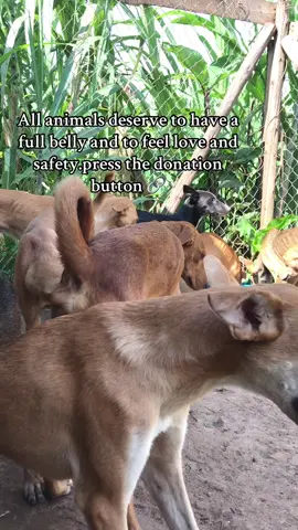 #save #kindness #donate #rescuedog 