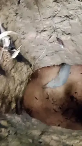babi hutan 