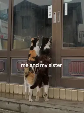 she’s my bestie #sister #meandmysister #pinterestaesthetic #fyp #relatable #bestie #pinterest #cats #lanadelrey 