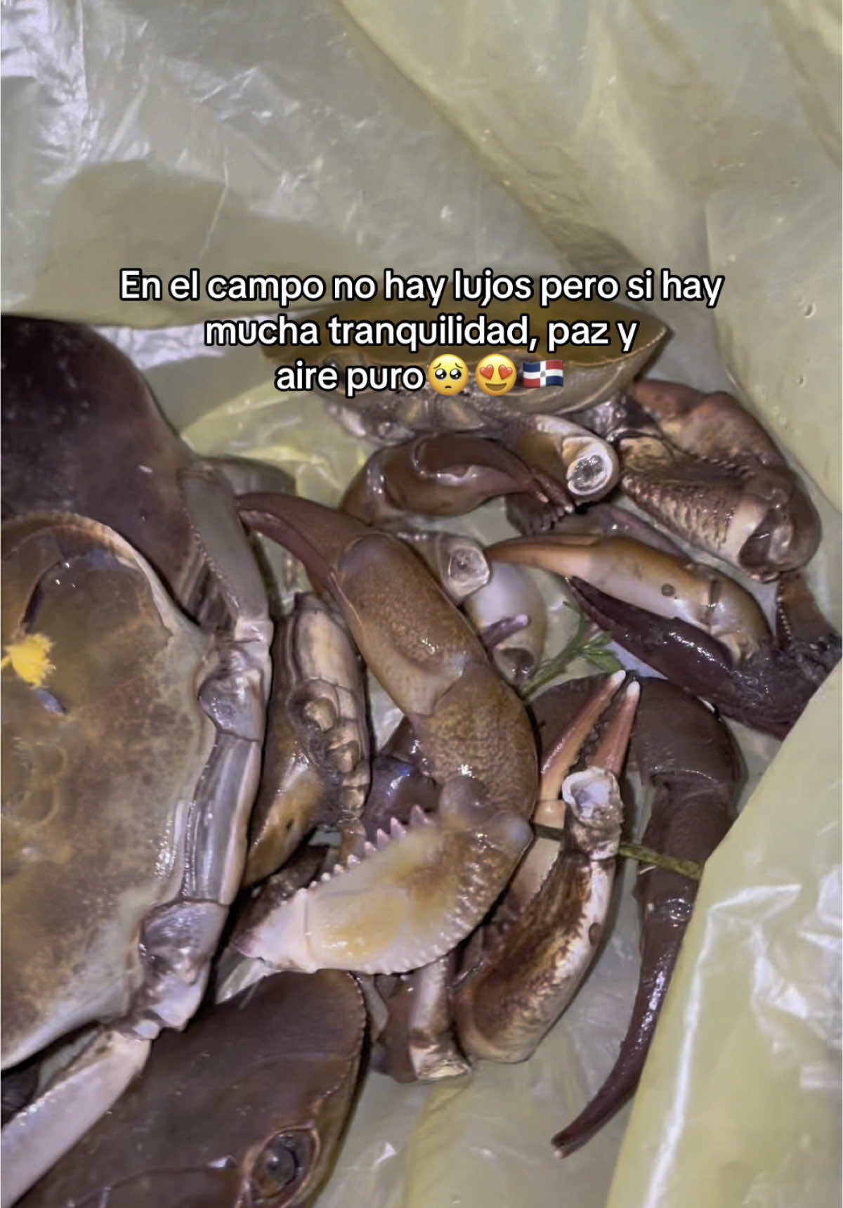 Los cibaeños somos ricos 🥺😍🇩🇴💅🏻  #paratiiiiiiiiiiiiiiiiiiiiiiiiiiiiiii #reels #republicadominicana #campo 