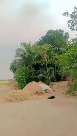 শশুর বাড়ি❤️❤️ ব্রাহ্মণবাড়িয়ার মেয়ে #nadiya_413 #india #vailar_video #foryou @TikTok Bangladesh @TikTok 