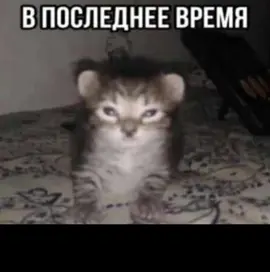 щитпост #щитпост #щитпосткотики #мемы #озвучка 