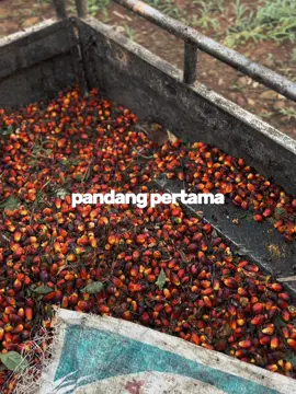 2 minggu sekali panen❌.         2 bulan baru dipanen ✅ #CapCut #fyp #lewatberanda #sawitontiktok #sawitkalimantan #sawitriau #sawitsumatra #langsirsawit #drivermuda #supirmuda #supirsawit #kulisawit #petaniindonesia🇮🇩🇮🇩🇮🇩🌿🌿 