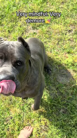 Very demure… #canecorso #dogsofttiktok #outside #demure 