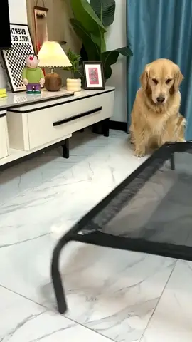 The largest can sleep until 132lb. #dogbeds #dog #doglife #tiktokmademebuyit #TikTokShop #fyp 