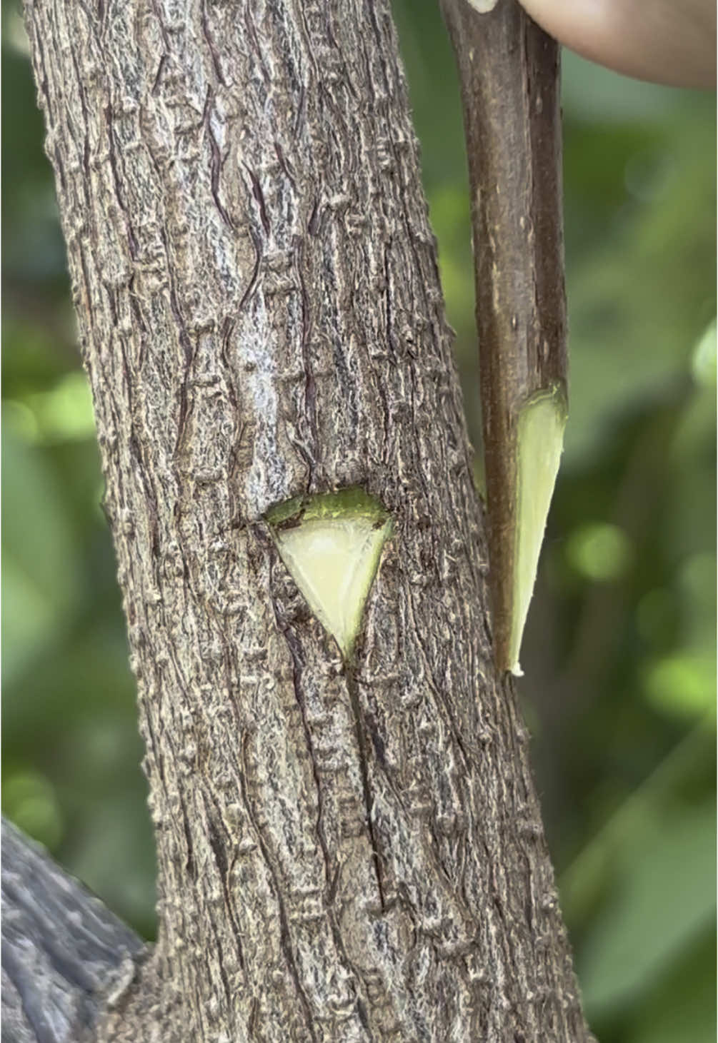 Best grafting techniques for grafting and budding of fruit plants. #grafting #garden #budding #fruit #tiktok #chagarden 