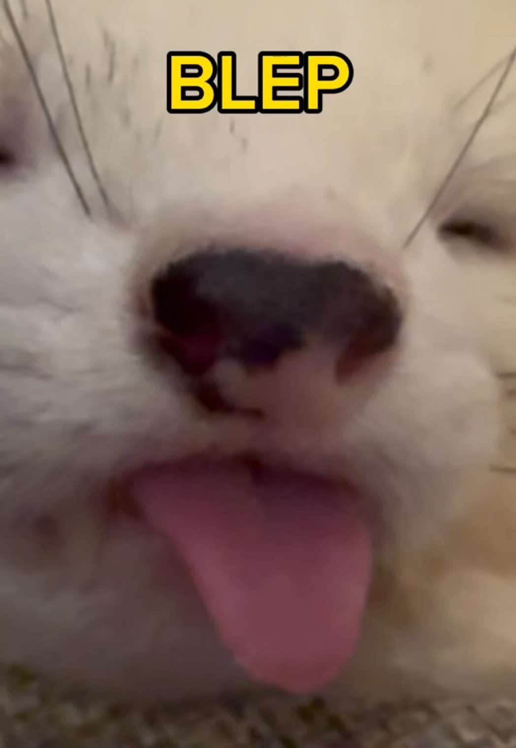 BLEP 👅✨#ferretsoftiktok #blep #ferrets #ferretvideos #ferret #ferretlove #ferrettok #hyunjin #huron #ferretsareawesome #ferrettiktok