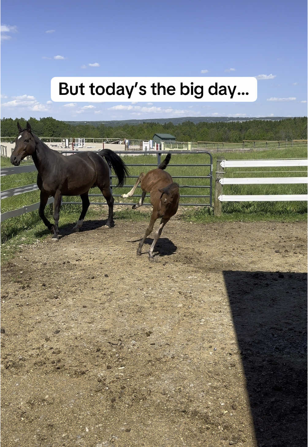 Freedom: 10/10 Timing: 0/10 #foal #funnyanimals #babyhorse #HorseTok #cuteanimals #equestrian #creatorsearchinsights 