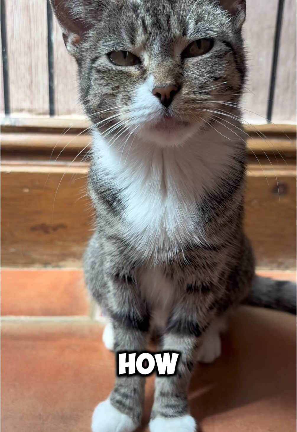 Turned my cat into a cartoon 🥺 #CapCut #capcutforuk #capcutpioneer #pets #cute 
