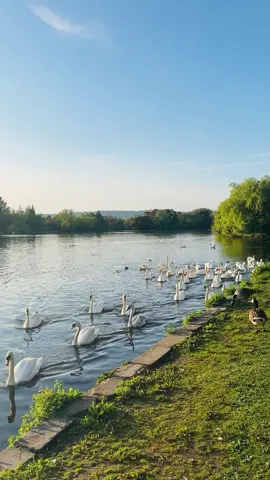 Roath park lake cardiff 🇬🇧 #fyp #foryouu #viral_video #trendingvideo #viralvideos #uklife🇬🇧 #imrankhan #hassanaziznaikokara 