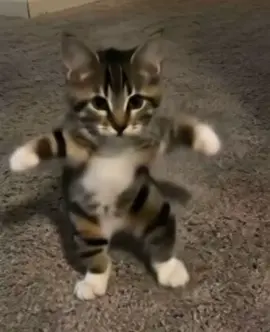 haters will say it’s ai🙏 (song: ilyTOMMY - pretty ho3) #ilytommy #fypシ #fypシ゚viral #cat #catsoftiktok #catlover #cattok #pets #PetsOfTikTok #ai #xaviersobased #vibes #nettspend #plaqueboymax #fyppppppppppppppppppppppp #undergroundmusic #meme #dance #hoodtrap #jerk #blowthisup? #animals #ai #tiktok 