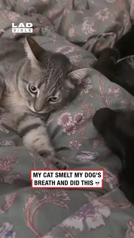 The cats face had subtitles 💀 (🎥: ViralHog) #ladbible #funnyvideos😂 #catsoftiktok #dogsoftiktok #catsanddogs
