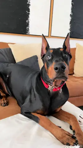 El último resumen de Snoop Ayúdame a hacer justicia por favor  #snoop #justiciaparasnoop #snoopeldoberman #doberman #dobermann #purebarf #snoopthedob #snoopthedoberman 