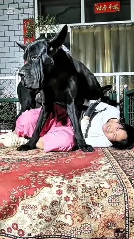 Two dogs knocked the girl to the ground, having a romance with her#dog lovers#dog romance with girl#big dog#dog and girl #tiktikteamviralmyvideoplz #dog meeting with girl 