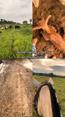 #rancho #campo #agropecuario #caballos #vaquero #ganaderia #ganado #paratiiiiiiiiiiiiiiiiiiiiiiiiiiiiiii 