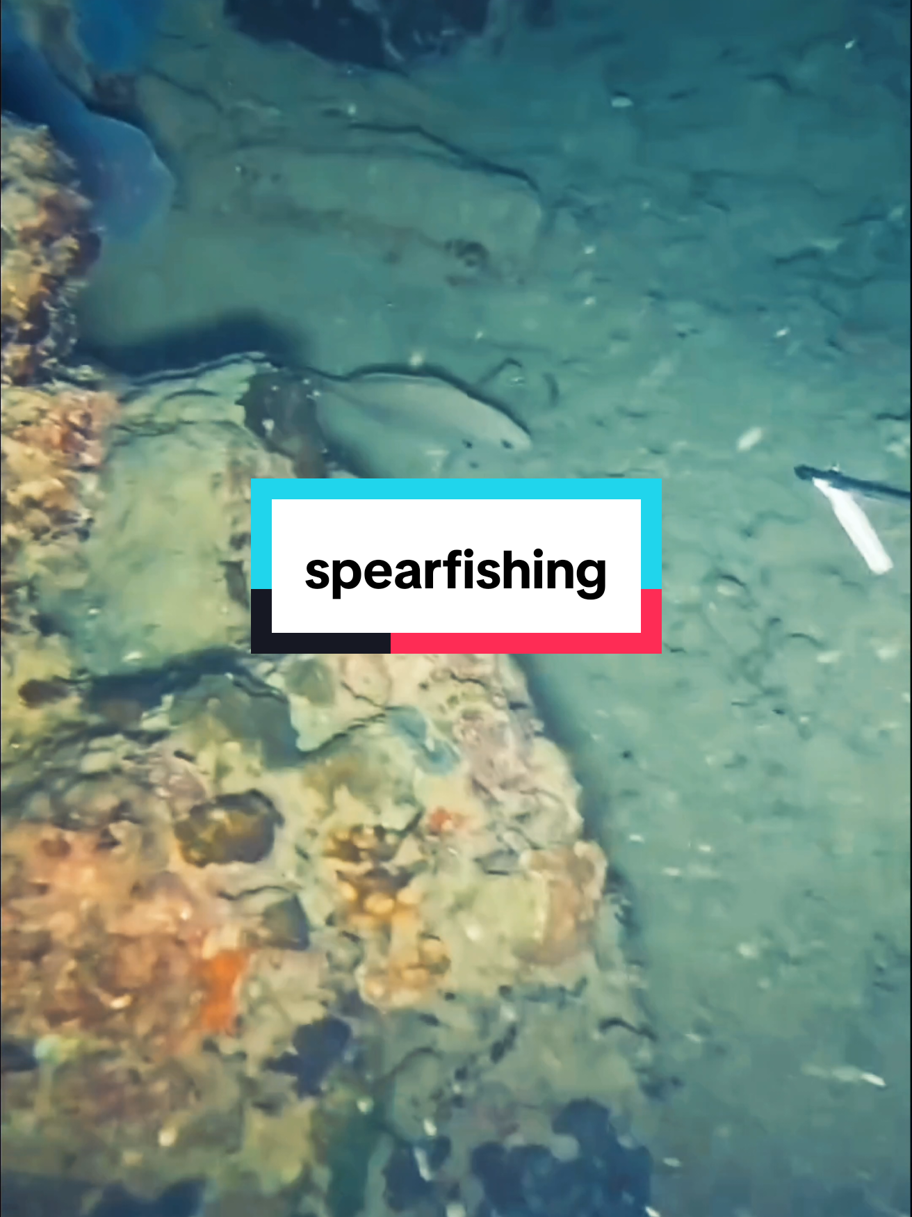 Fishing AT night  #fishing #fishinglife #fishingtiktoks #spearfishing #spearfish 