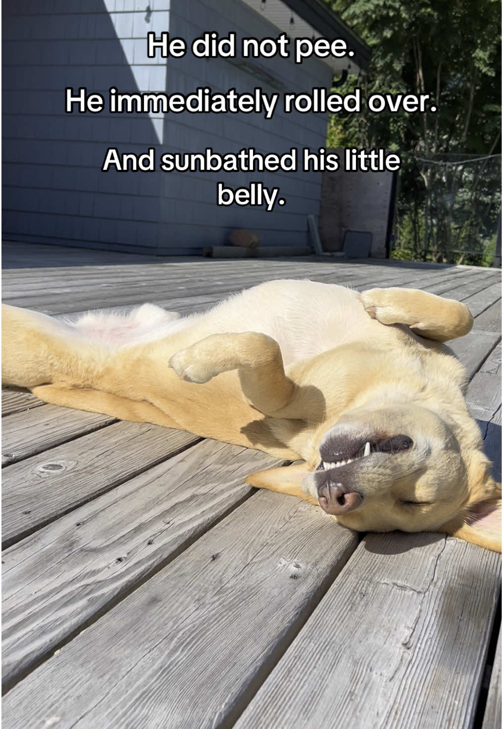 Suns out, tums out ☀️ #goldador #tanning #fyp #dogsoftiktok