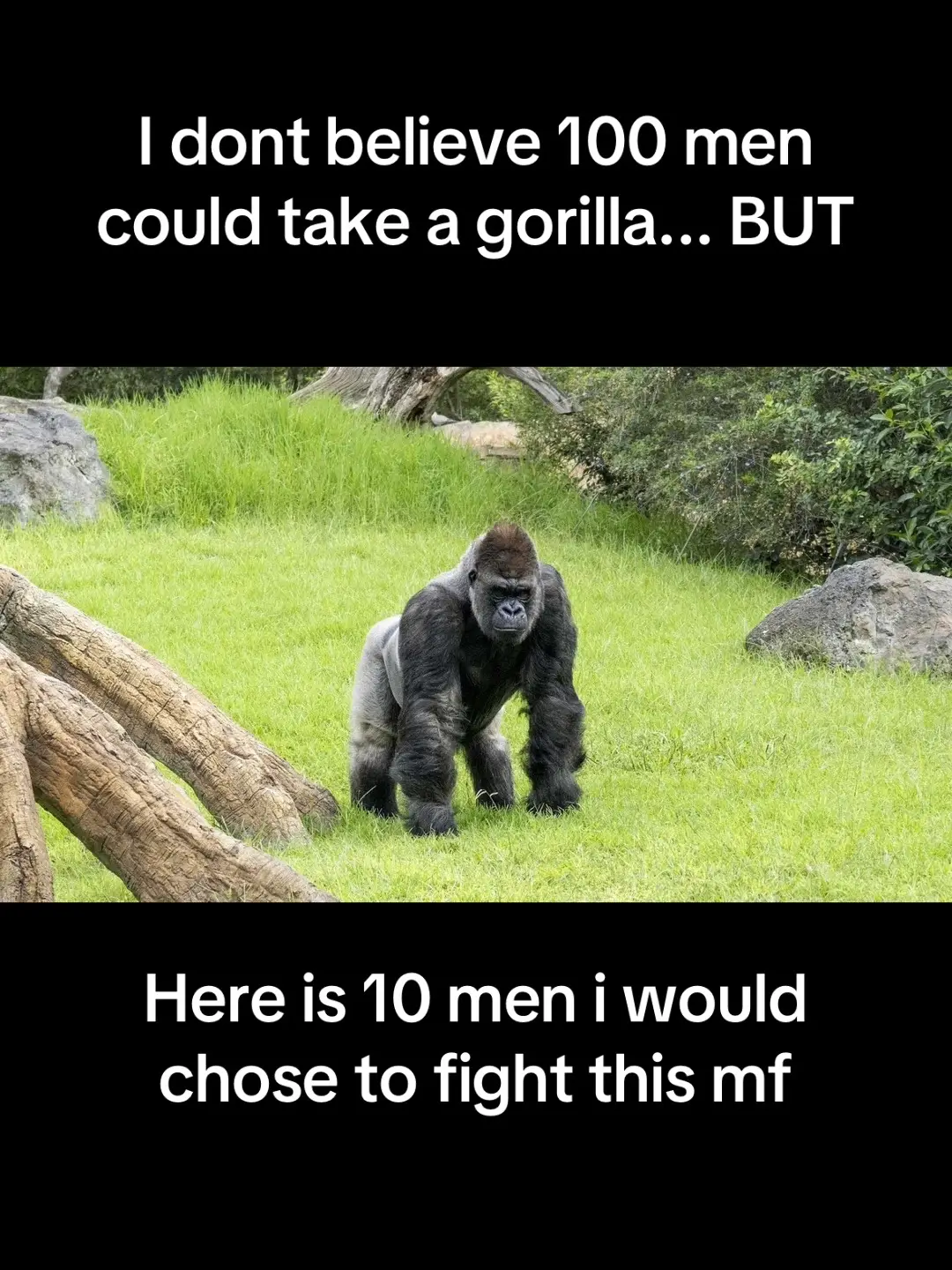 The gorilla is cooked. #100menvs1gorrila #UFC #mma #strongman #WWE 