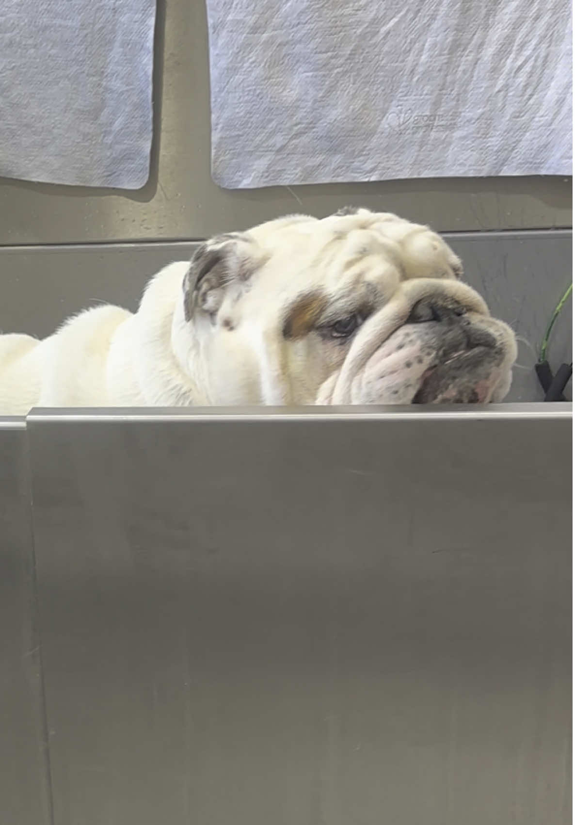 Bath timeeeeee🛁 #britishbulldog #englishbulldog #englishbulldogsoftiktok #englishbulldogs #englishbulldoglover #doggo #doggroomers #doggrooming #doggrooming #dogsoftiktok #follovers #foru #followers➕ #dog #f #likeamonarch #likе #likeaboss 