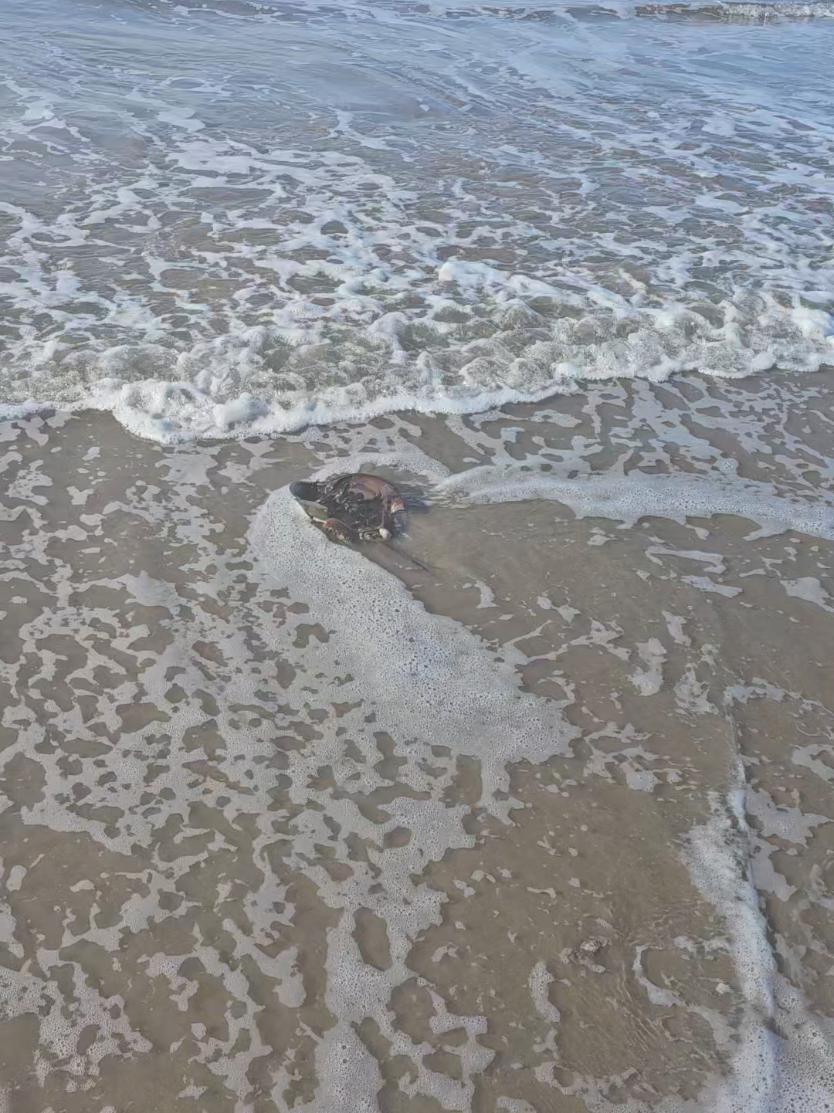 #caminando en la playa  me encntre animales marinos la corriente los arrastro 