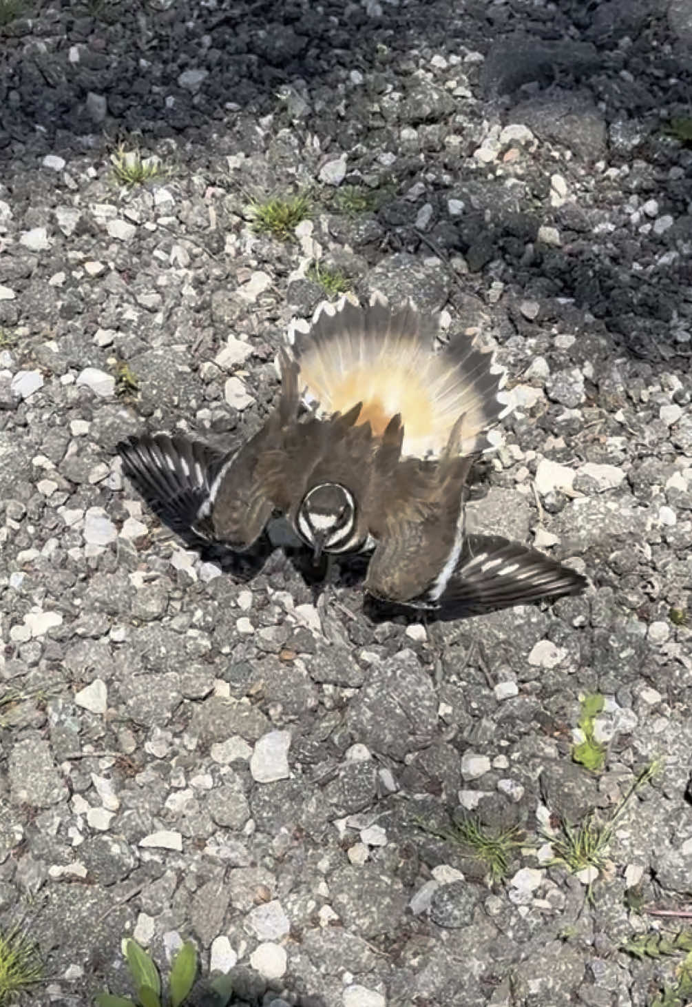 Please, if you have any tips or tricks to keeping these birds out of our road let me know!#farmlife #funny #killdeer #creatorsearchinsights 