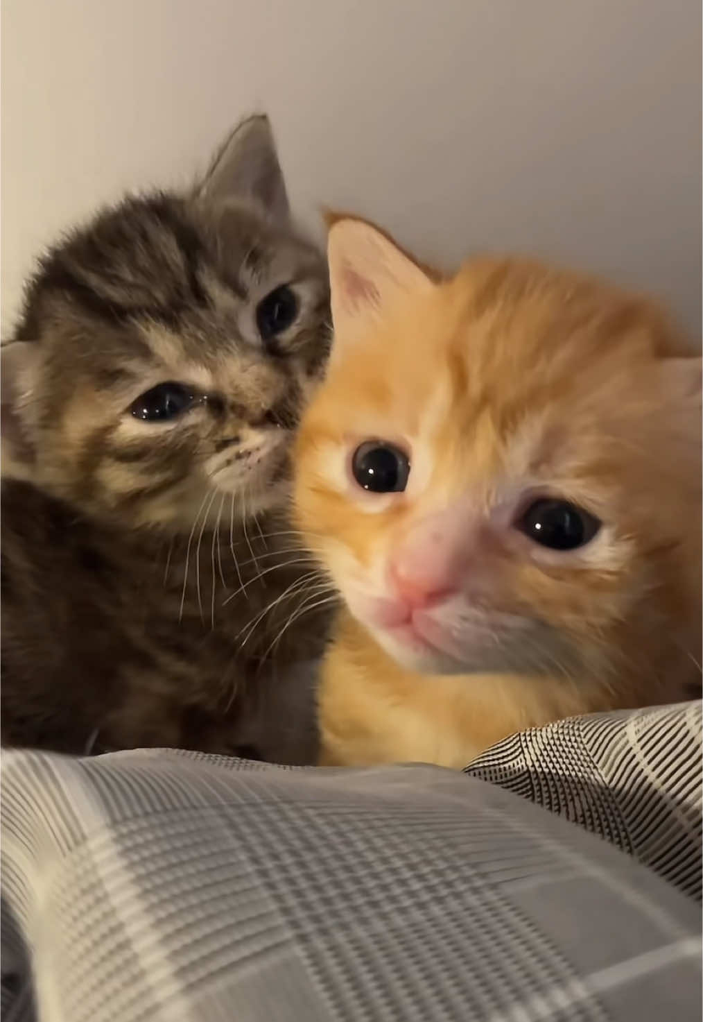 #cat #cutecat #couple 