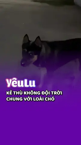 Kẻ thù không đội trời chung với loài chó 😂 #shorts #yeuluofficial