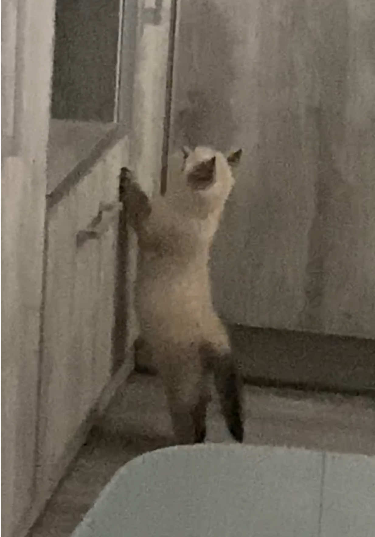 трішки підросли 😺 #cat #кіт #catsoftiktok #котики #смішнийкіт #кіттіктокер 