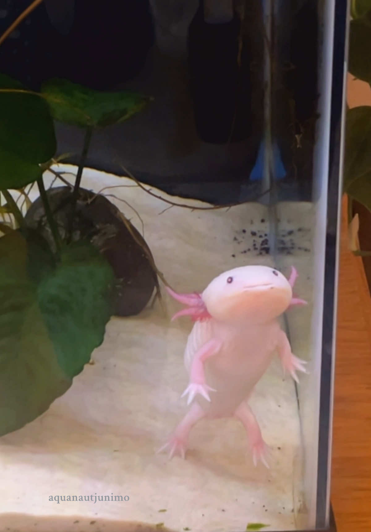 Does Juni have thoughts? 🧐 . . . . #axolotl #animals #aquarium #axolotlsalamander #pink #amphibiansofinstagram #salamander #pet #PetsOfTikTok #fypシ #cuteanimals #exoticanimal #plantedtank #aquatics #axolotls #education #husbandry #animalcare 