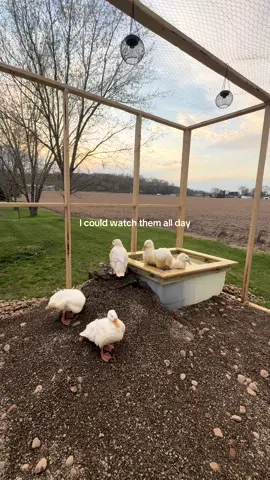 They’re so sweet 😫 #foryou #ducks #ducksoftiktok 