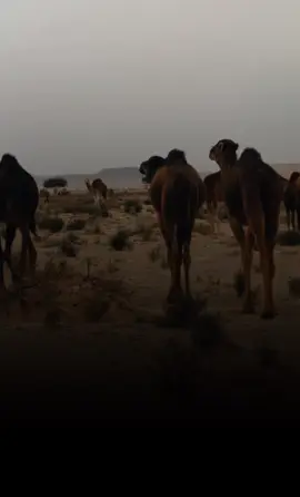 وفي النابته ماني اللي عنكاش 🤎🐫. #الشاعر_بوبكر_بوحويه  #شعراء_وذواقين_الشعر_الشعبي  #explore #ع_الفاهق  #عبدو_المغربي 