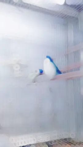 Blue beauty 😍#foruyou #CapCut #ommibirds #viral #tranding #gouldianclubofpakistan #fyp #foru #fypシ゚ #unfreezemyacount #views #viral_video #bird #tiktokstudio 