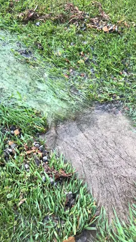 Water main dub broke and flooded da yard #rootbeer #rootbeerno #flood #water #kyogre #groudon #rayquaza 