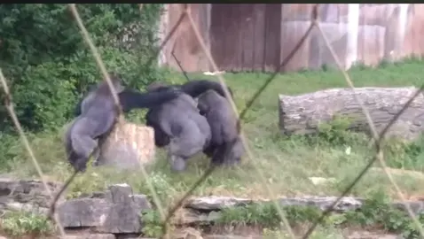 #Gorilla #1vs100 #Viral #Fighting #Trending #Nope #Imgood #Fight #Gorillas #Zoo 
