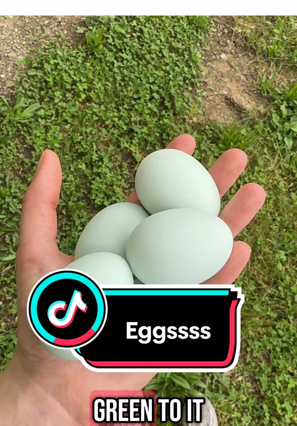 SO MANY EGGS #chicken #chickencoop #homestead #homegrown #farmtotable #fresheggs 