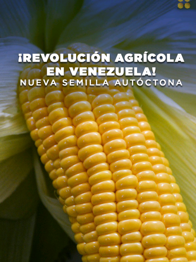 En un anuncio que promete transformar la agricultura del país, el presidente Nicolás Maduro, presentó una nueva semilla nacional diseñada para aumentar la producción de maíz. Asimismo informó que esta semilla se distribuirá para la siembra de 40 mil hectáreas de maíz amarillo y blanco, expresando su optimismo: «Vamos a arrancar con cuarenta mil semillas, pero soñando en grande y actuando en grande». Con miras al 2026, el presidente anticipó un aumento en la capacidad de producción de semillas de otros rubros, destacando el proyecto Patria Grande del Sur en el estado Bolívar, donde se podrían cultivar hasta 10 mil hectáreas con esta nueva variedad. #CIIP #Venezuela #tecnologia #creatorsearchinsights 