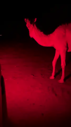 #اكسبلور #الذود #الوضحاء_الشناح #