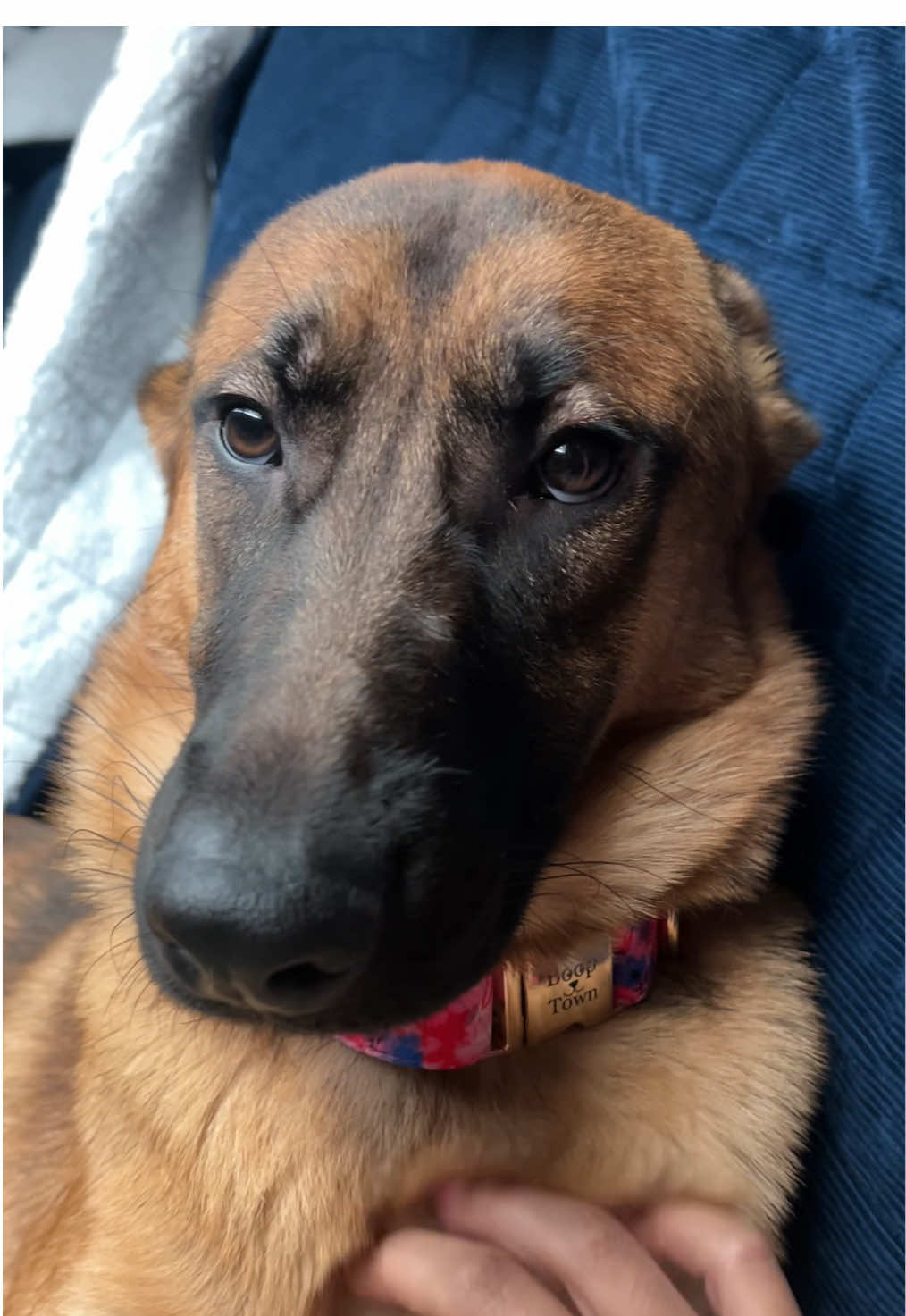 when she’s calm>>🥹 #belgianmalinois #germanshepherd #fypシ #foryoupage #9montholdpuppy 