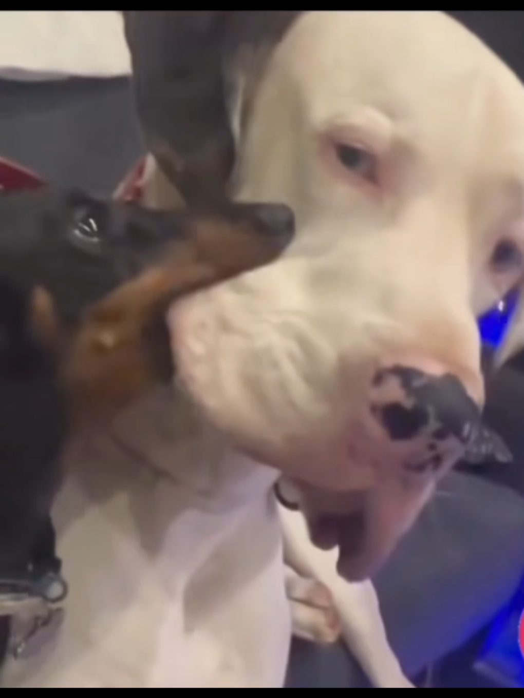 Este video será lo más tierno que veras hoy. #parati #doglove #amor #perritos #videosgraciosos #Love 