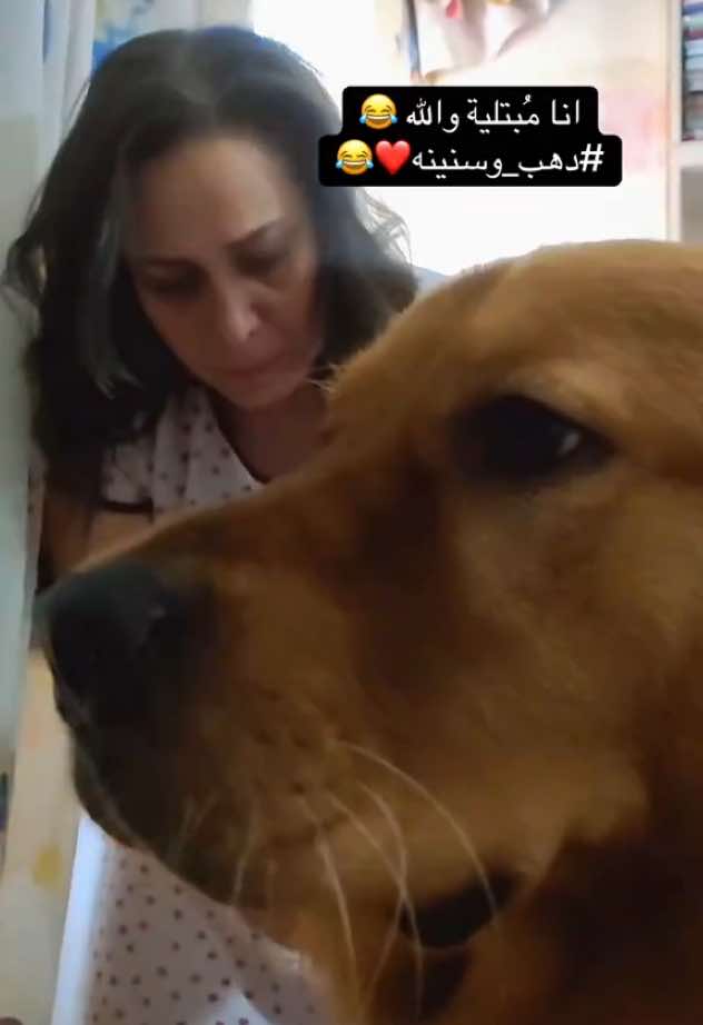 يعمل كل عملة و عملة و يعمل من بنها!! 🤣🤣🤣 #دهب #دهب_وسنينه❤️ #كلاب #dog #dogs #doglovers #dogloverforever #golden #goldenretriever #goldenretrieverlife 