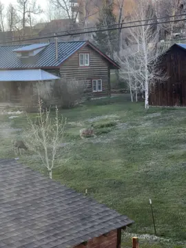 Found this video I took of this lil guy a while ago!                    #fyp #thesundays #deer #animals