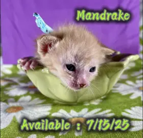 Mandrake the red roan lykoi is having his first photo shoot today! He is so sweet!  His is available :)  www.alisonscheshires.com #lykoicat #lykoicats #lykoi #lykoikittens #lykoicattery #lykoibreeder #westcoastlykoibreeder #werewolfcatbreeder #catbreeder #ethicalbreeder #utahbreeder #utahcattery #utahlykoibreeder #alisonscheshires #werewolfcat #wolfcat #werecat #werewolf #lykoikitten #lykoicatsoftiktok 
