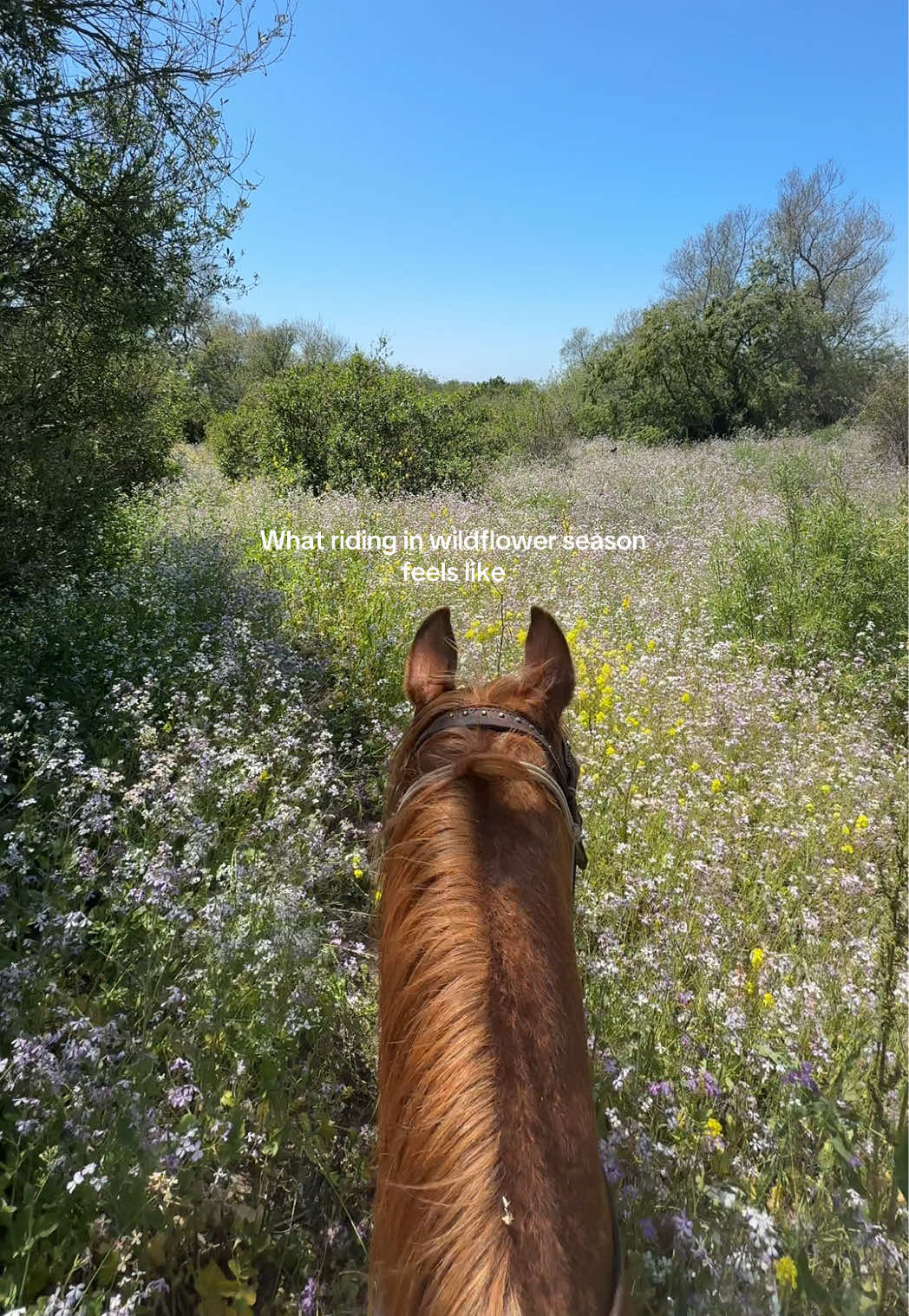 Literally felt like a dream #fyp #horsegirl #sandiego 